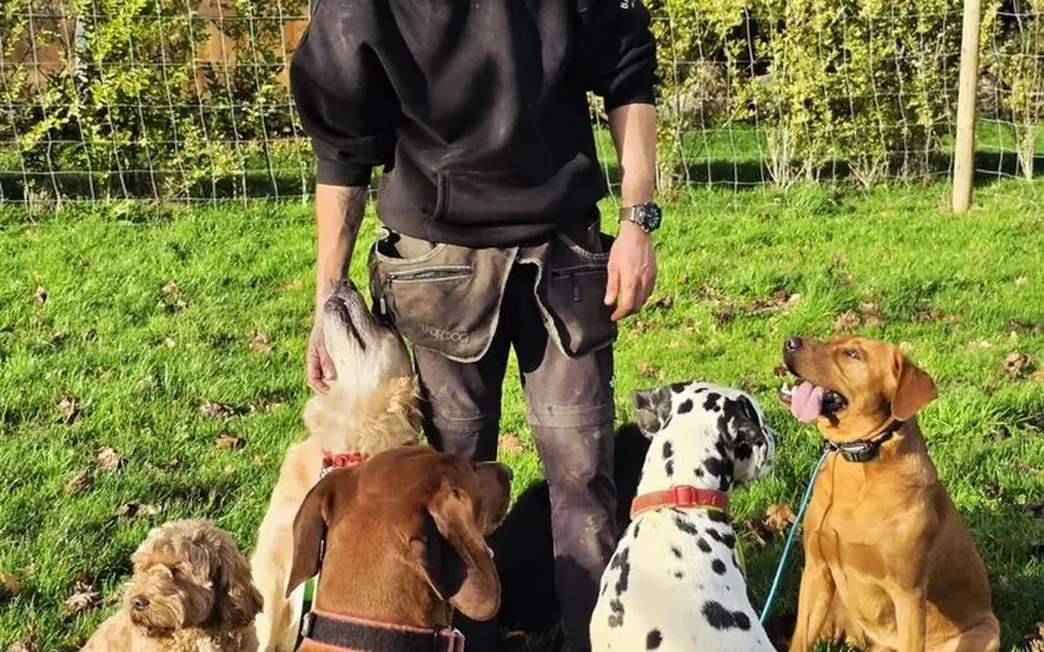 Five dogs holding a group sit-stay around Josh