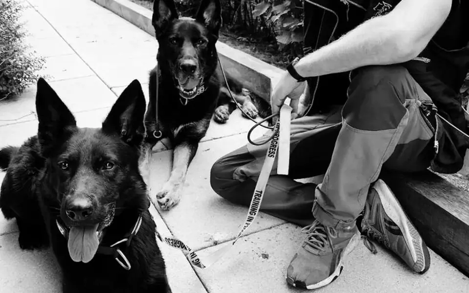 Josh working with two German Shepherds, training in progress