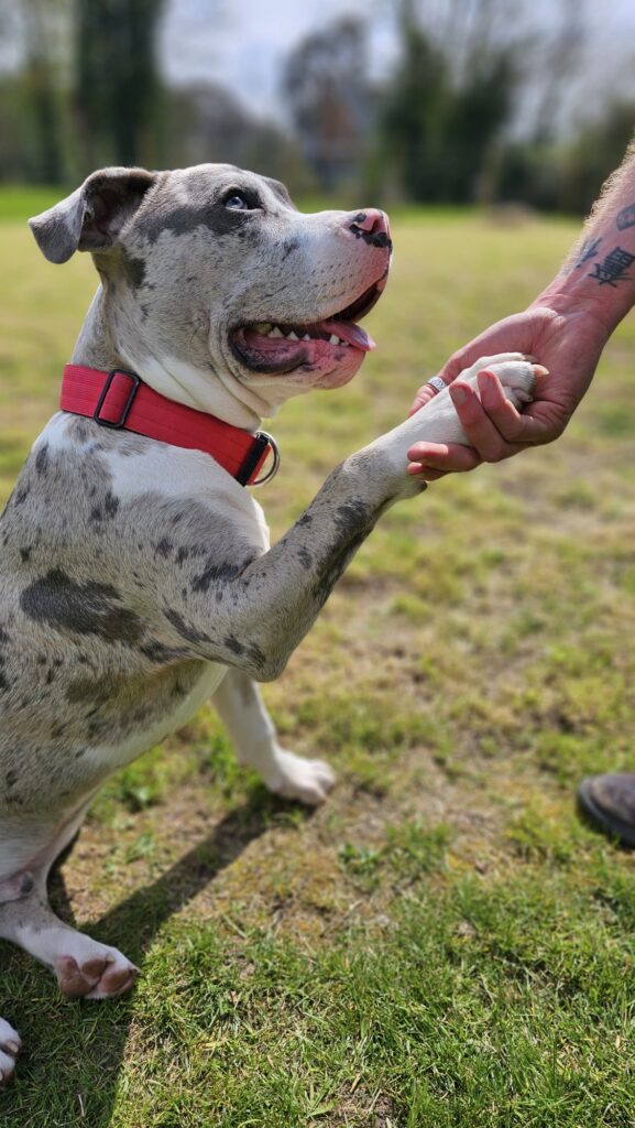 A cute dog that is obedient