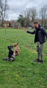 Dog trainer essex. Sunny Background 2 cute dogs