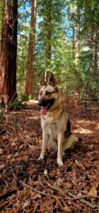 A happy dog that is obedient and cute