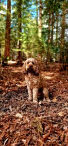 A happy dog that is obedient and cute