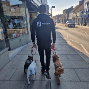 Dog trainer essex. Sunny Background 3 cute dogs