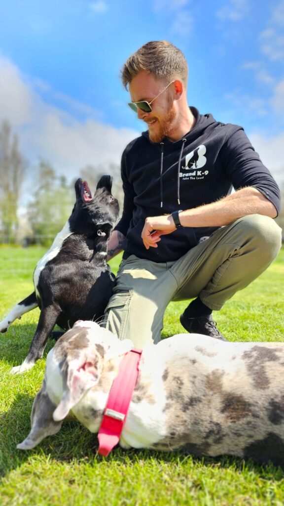 Dog trainer essex. Sunny Background 2 cute dogs