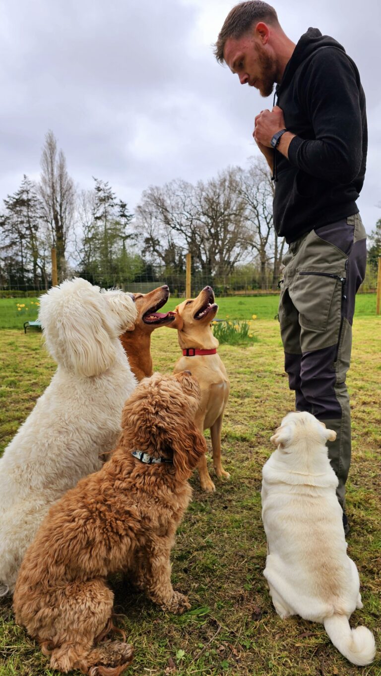 Dog trainer essex. Sunny Background 5 cute dogs