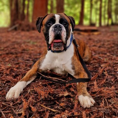 Reactive Dog? Here’s How to Regain Control and Fix It for Good