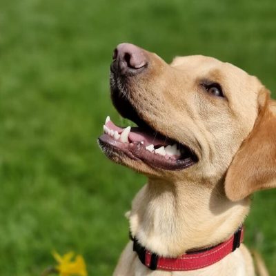 Struggling with Recall? Here’s How to Get Your Dog to Come Back Every Time