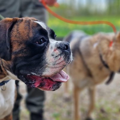 In-Home Dog Training Essex