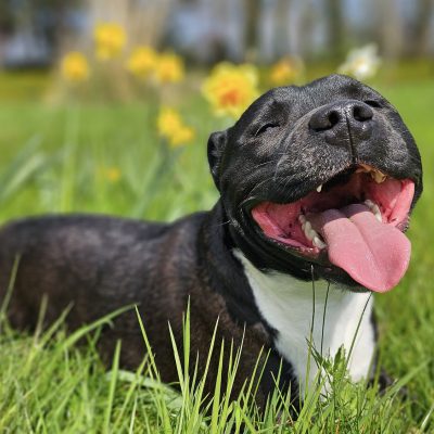 3 Simple Games to Improve Your Dog’s Focus & Engagement
