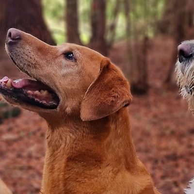 Crate Training 101: How to Get Your Puppy to Love Their Crate